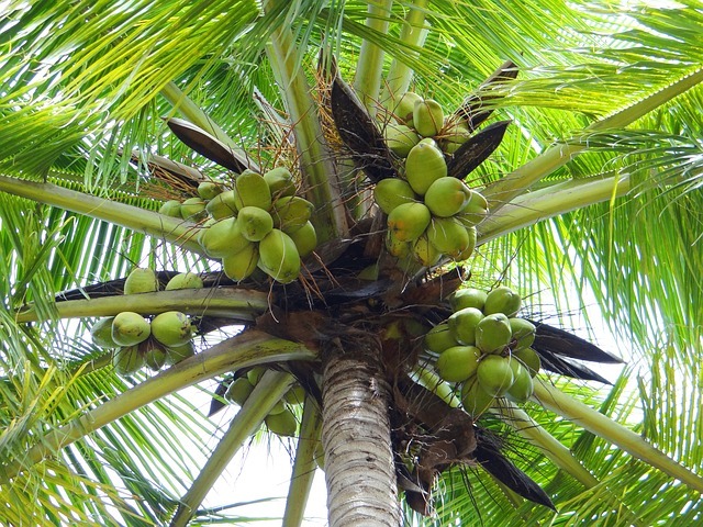 coconut-palm-172530_640