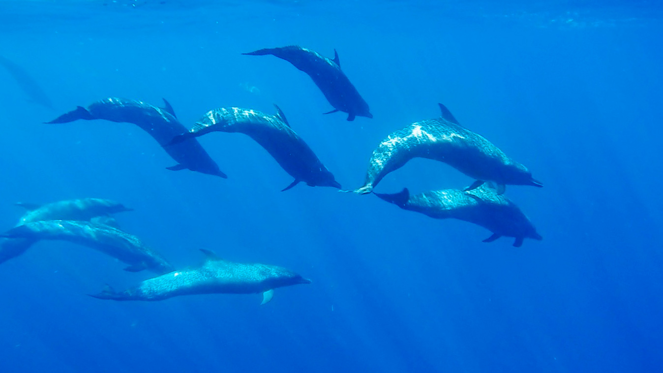 waterbaby.dolphins.underwater