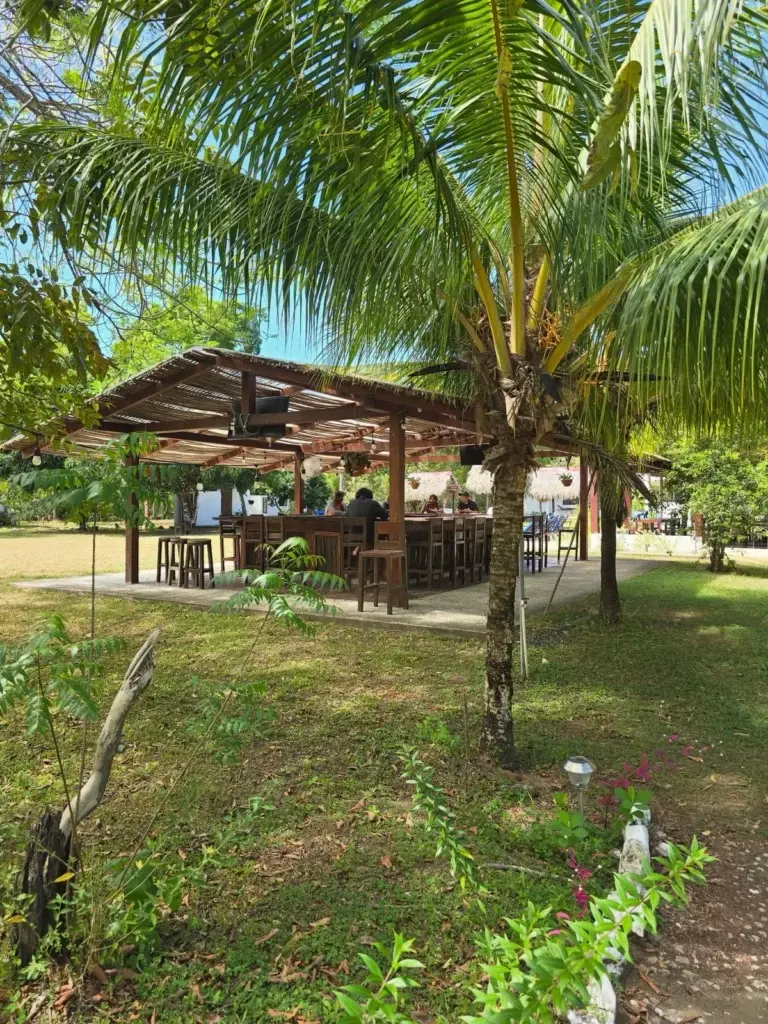 Palm tree on the lawn in front of the open-air restaurant