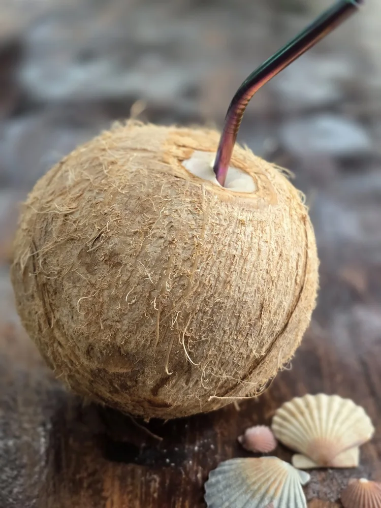Fresh coconut drink at Kokodrilo