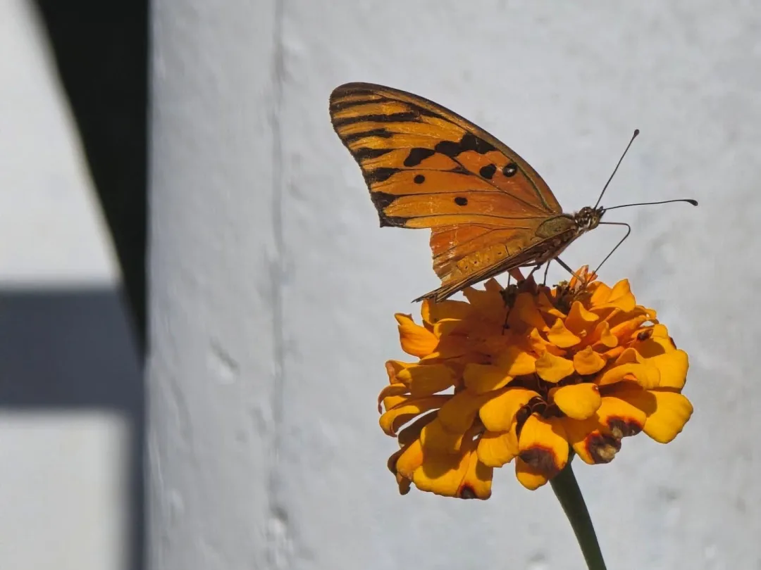 Orange gulf fritillary butterfly feeding on a zinnia flower in the garden at Hotel Hibiscus Garden