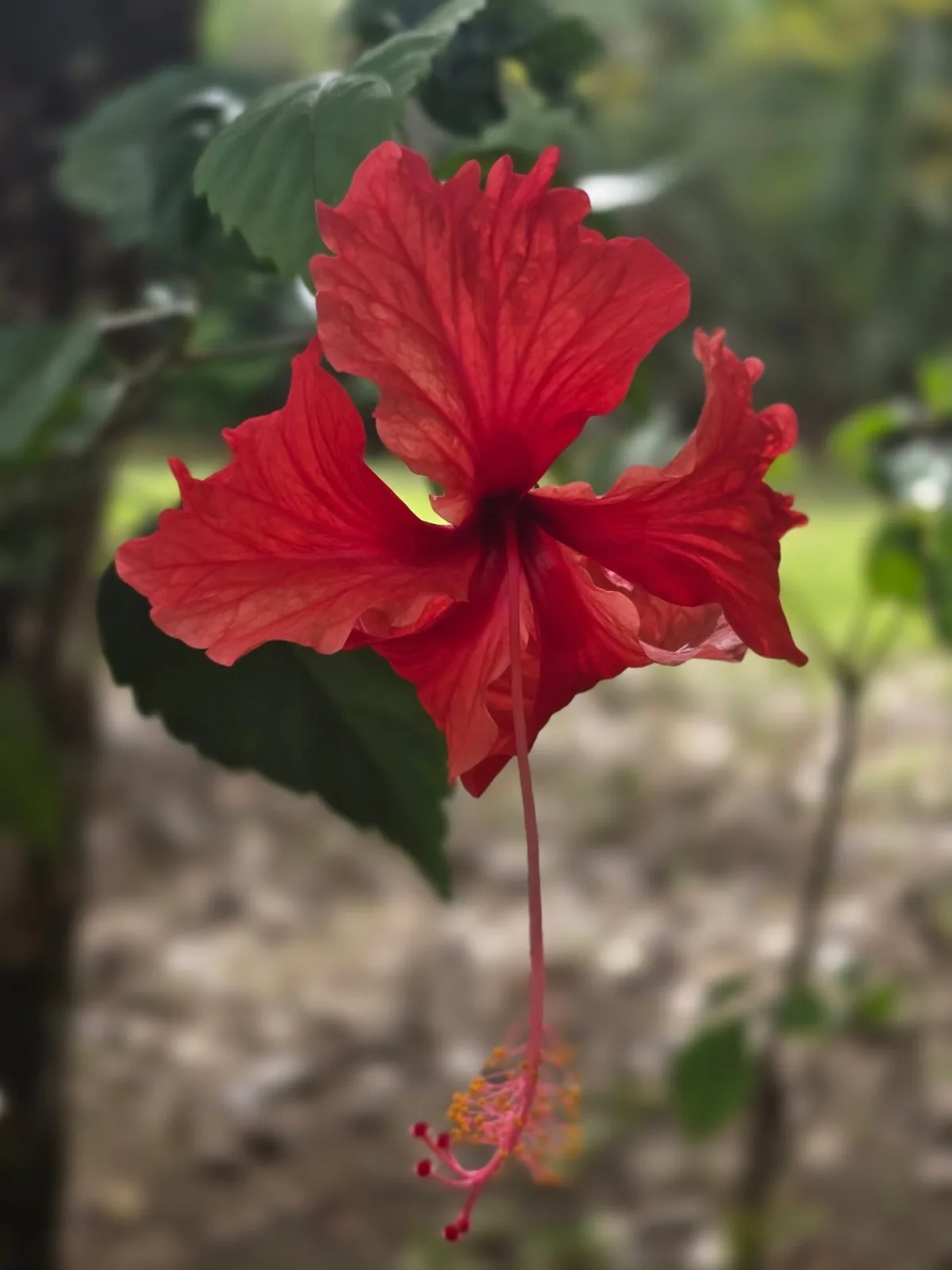 Red hibiscus flower in bloom in the garden at Hotel Hibiscus Garden, Bliss Beach Panama