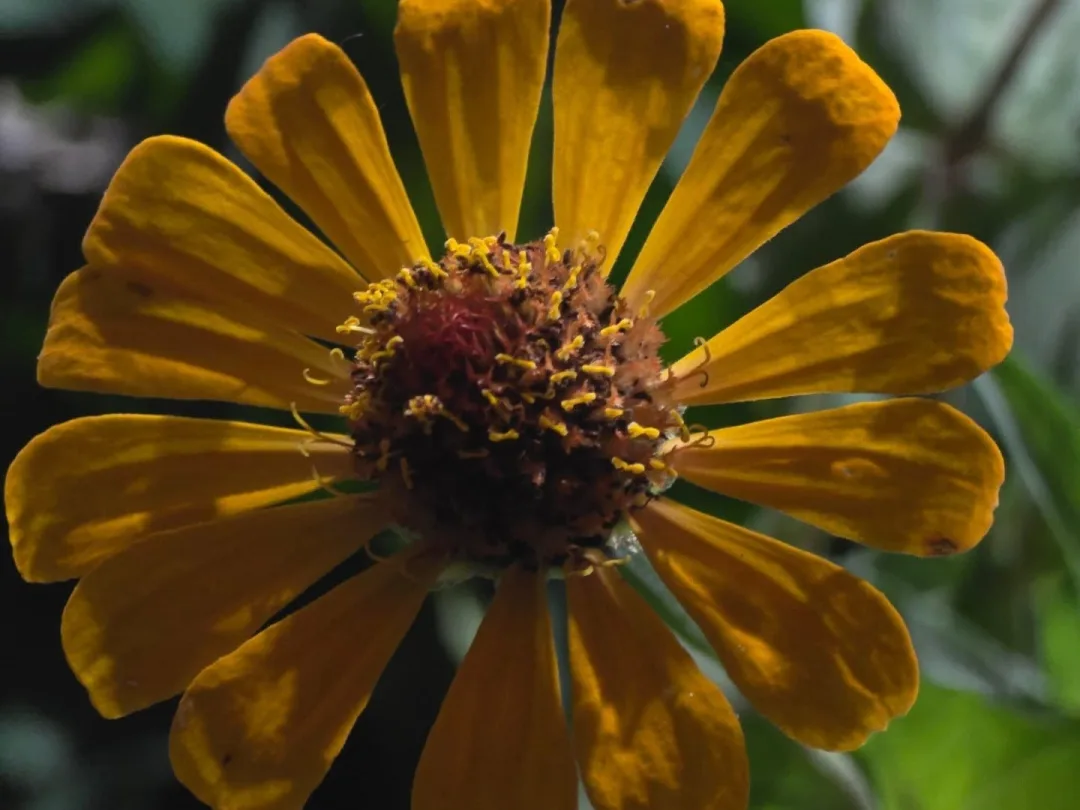 Close-up of a golden zinnia in bloom in the garden at Hotel Hibiscus Garden