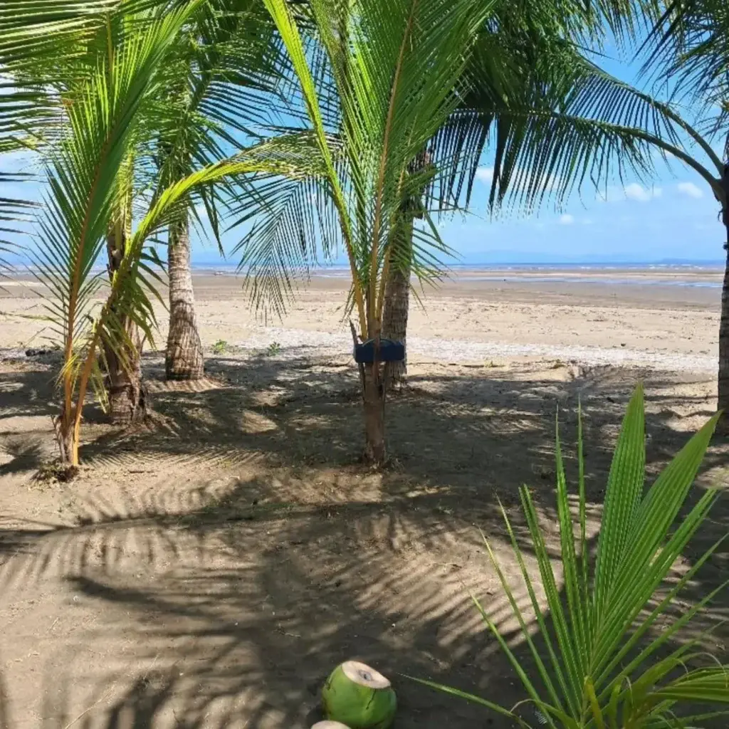 Young coconut palms on the beach at Playa Lagartero