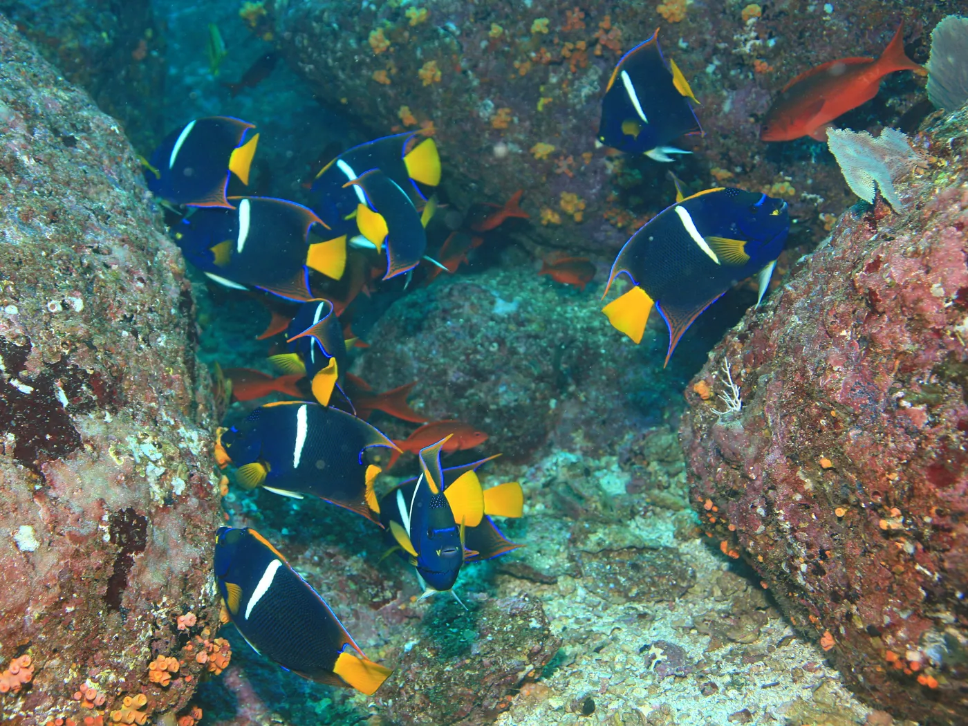 School of king angelfish among the boulders at Viuda dive site, Coiba National Park, Panama