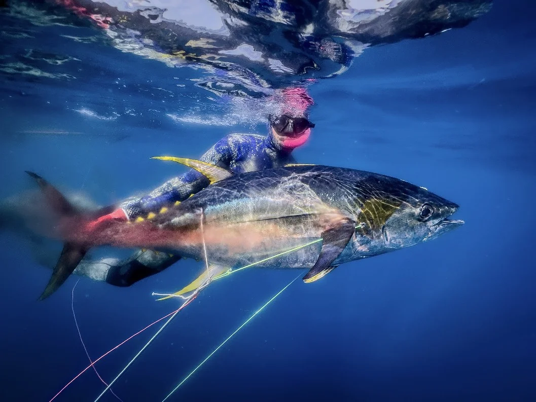 Spearfisher surfacing with a yellowfin tuna in clear blue water near Coiba, Panama