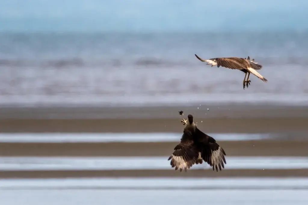 Two birds of prey on the shoreline, photographed by a Bliss Beach volunteer