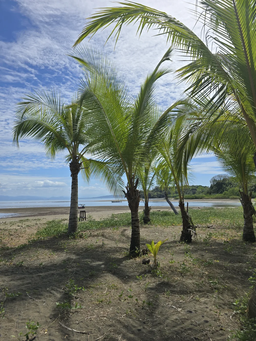 Palm trees overlooking Playa Lagartero at Bliss Beach