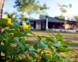IMG_1994_restaurant_yellow_flowers_FINAL-e1427463012387