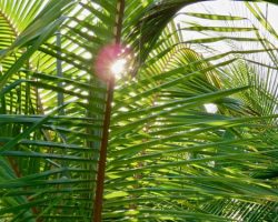 IMG_7217-500x375